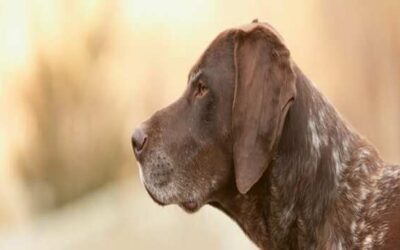 Is your dog’s dry skin whimpering for help?