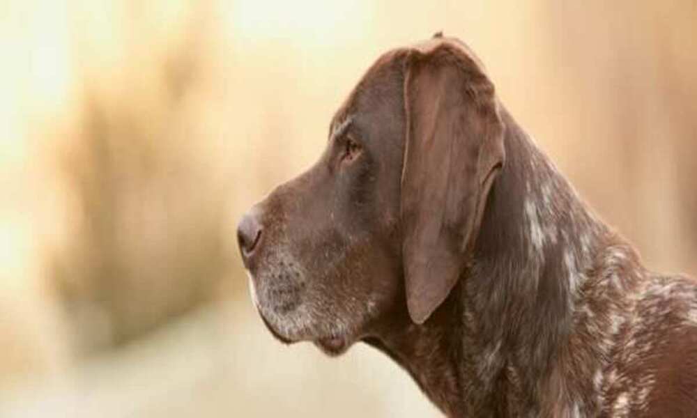 Dog-dry-skin-whimpering 