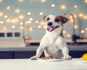 Dog eating food at home