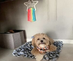 Make your home a love nest for dogs