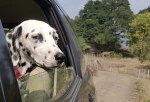 long-drive-with-dogs